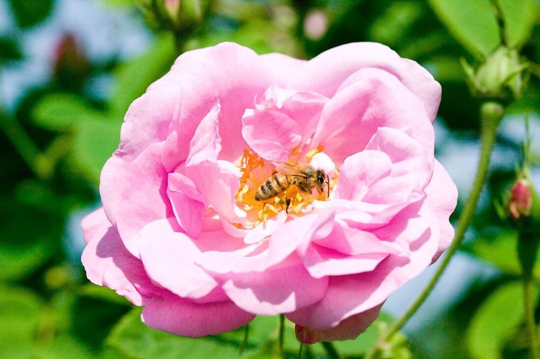 薔薇とミツバチ