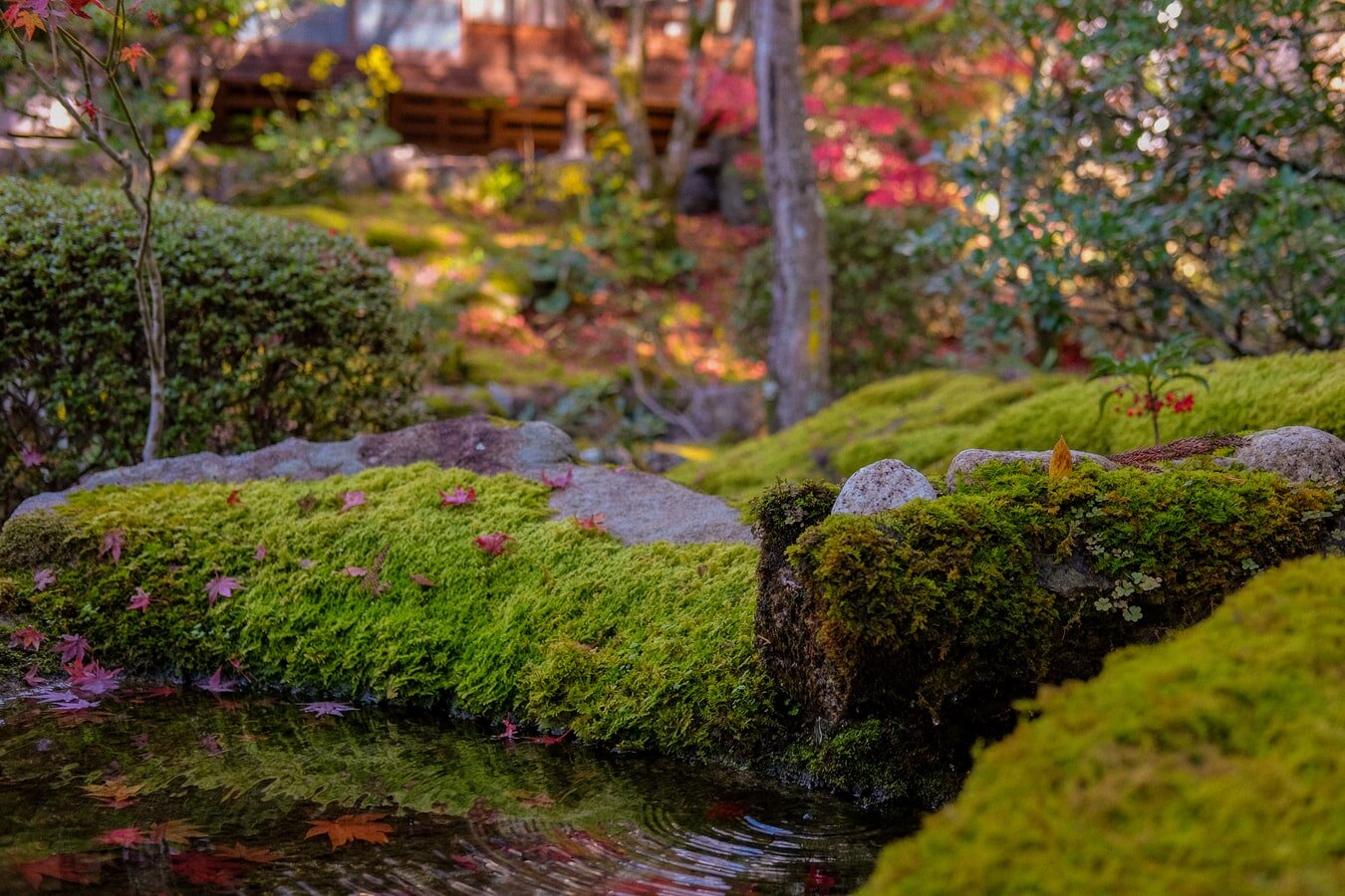 苔のある庭