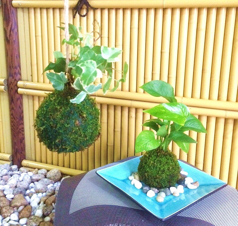 苔玉