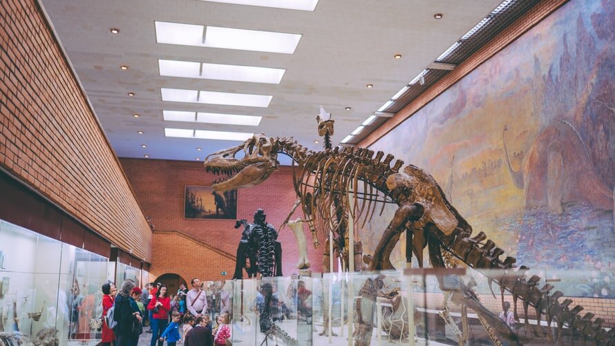 グロデコフ郷土史博物館の恐竜の骨