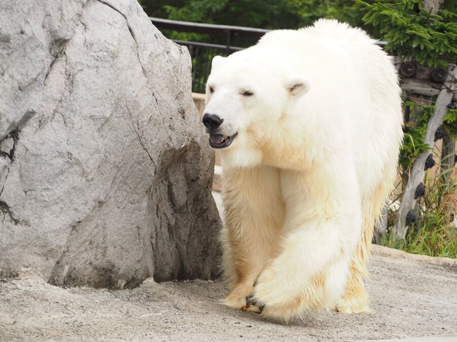 旭山動物園のシロクマ