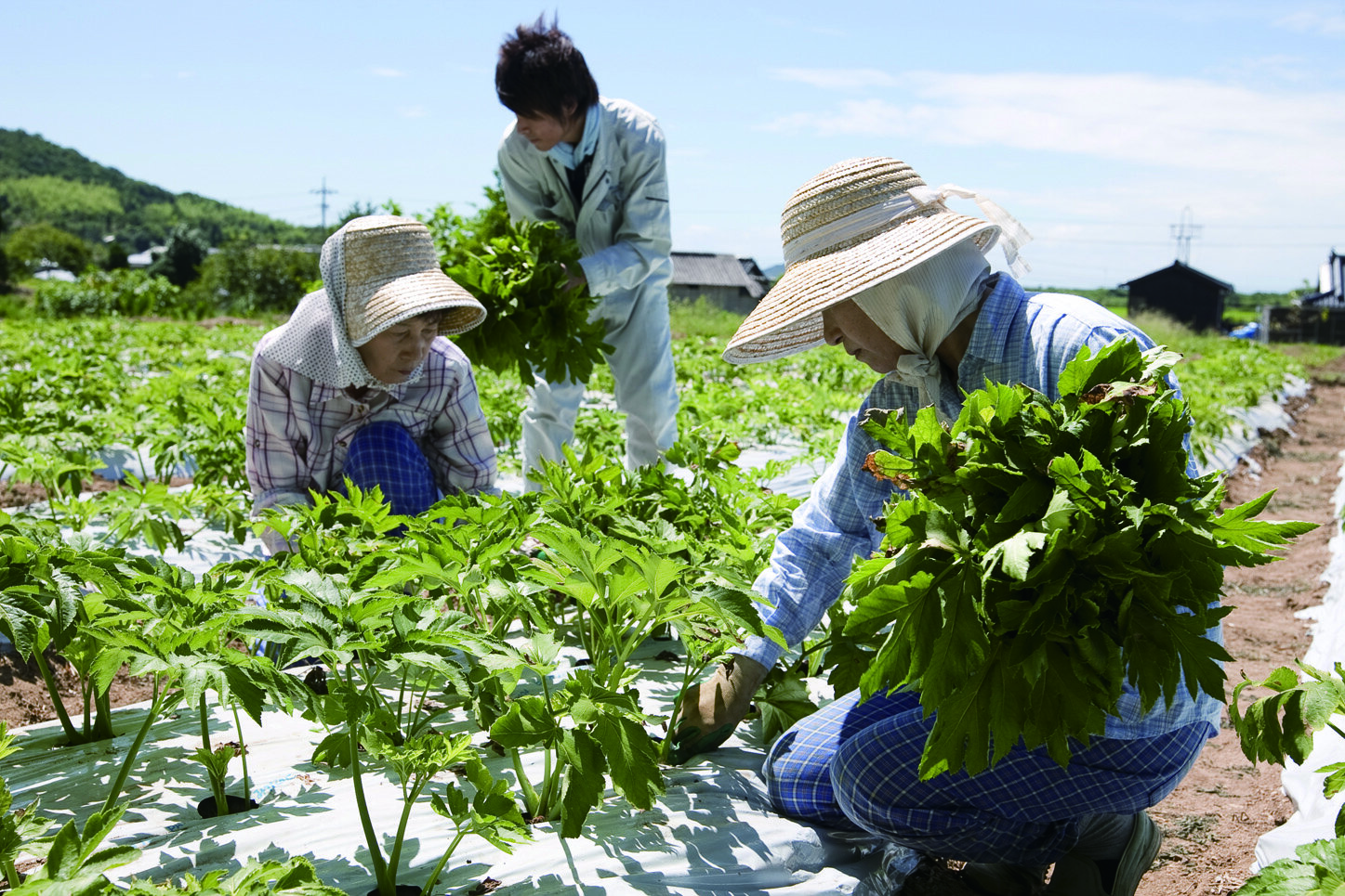 源生林明日葉の栽培
