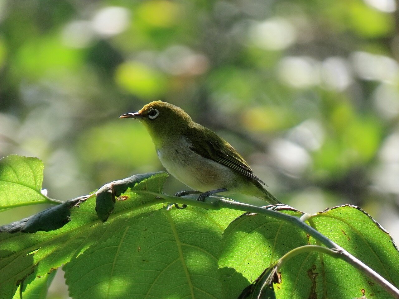 鍾乳洞や森・滝に癒される！群馬県の上野村の観光名所をご紹介