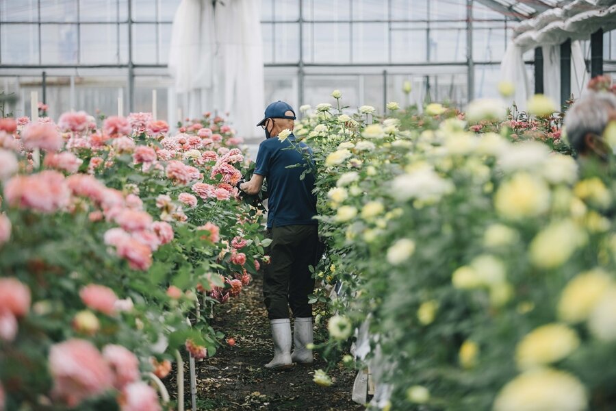 大切な人に贈りたい！赤・ピンク・黄・オレンジなど心躍るバラの花束
