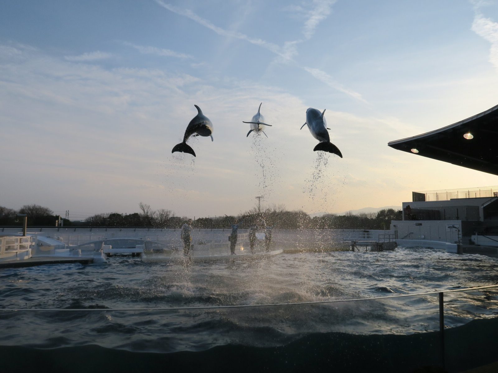 京都水族館のイルカショー