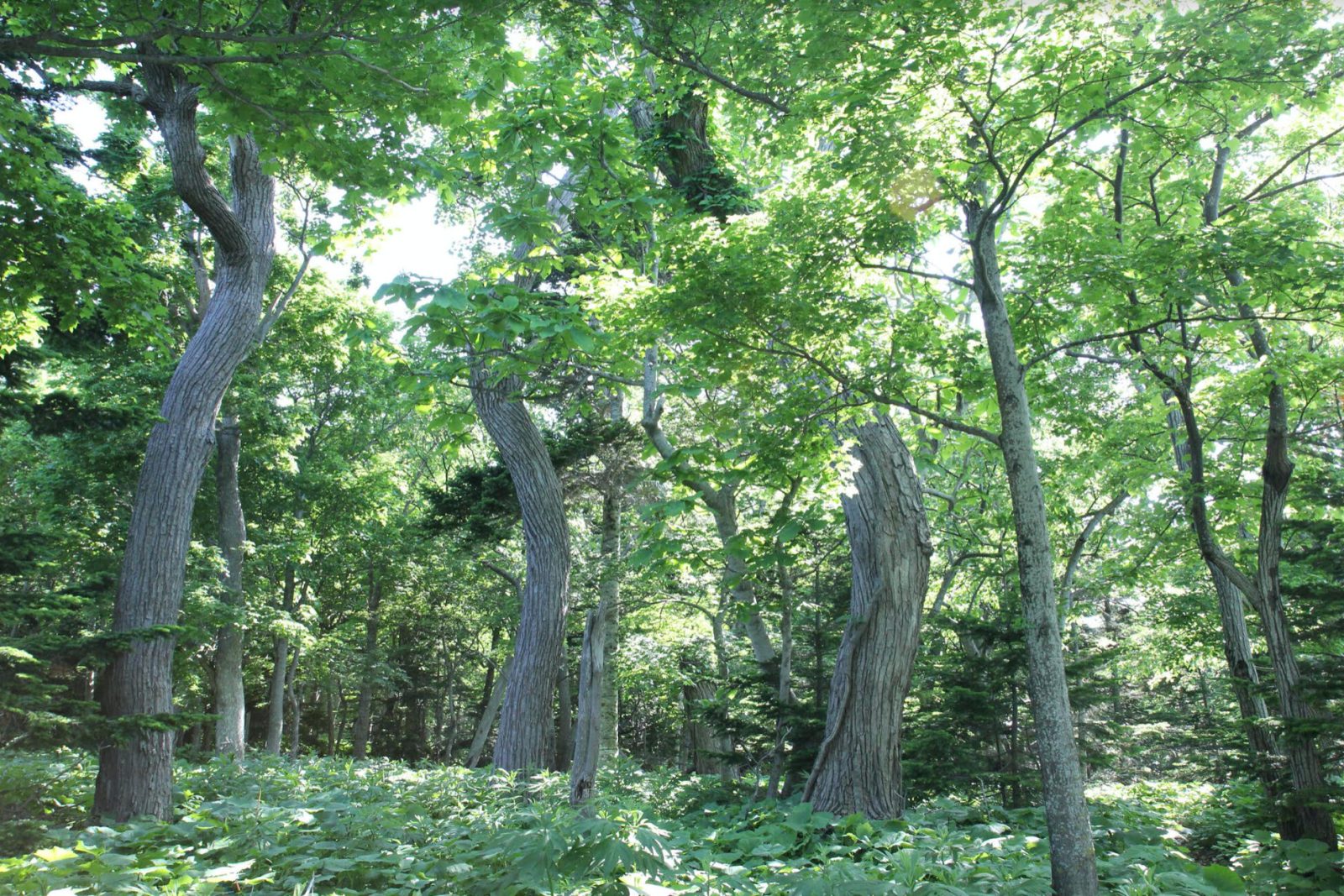 知床の原生林