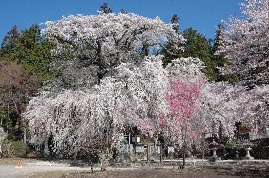 瑠璃寺の枝垂桜