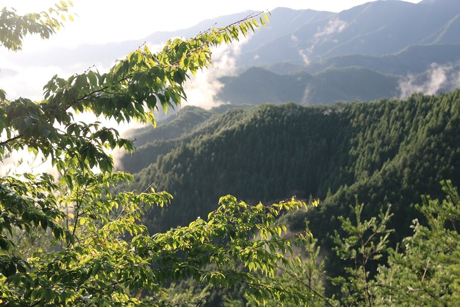 吉野の山林風景