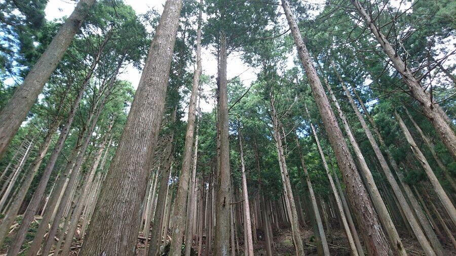 吉野の山林風景