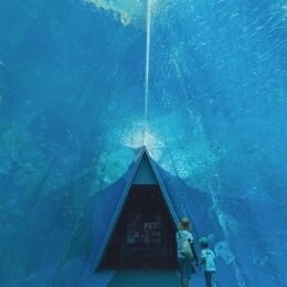 五感を刺激する水族館「アクアマリンふくしま」