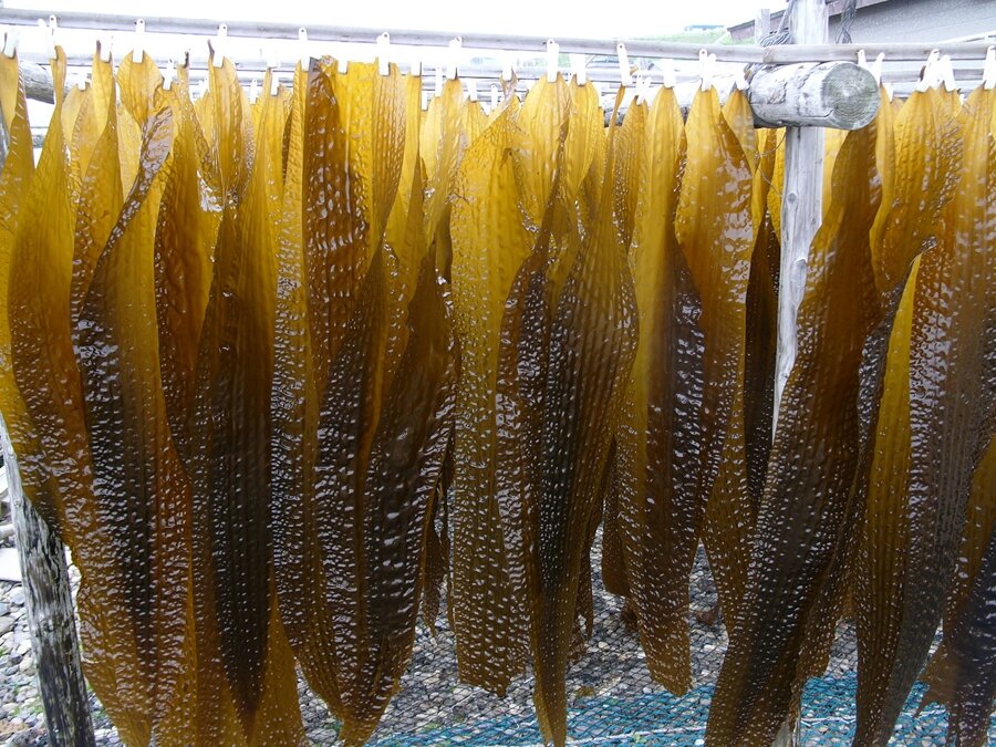 かごめ昆布の加工