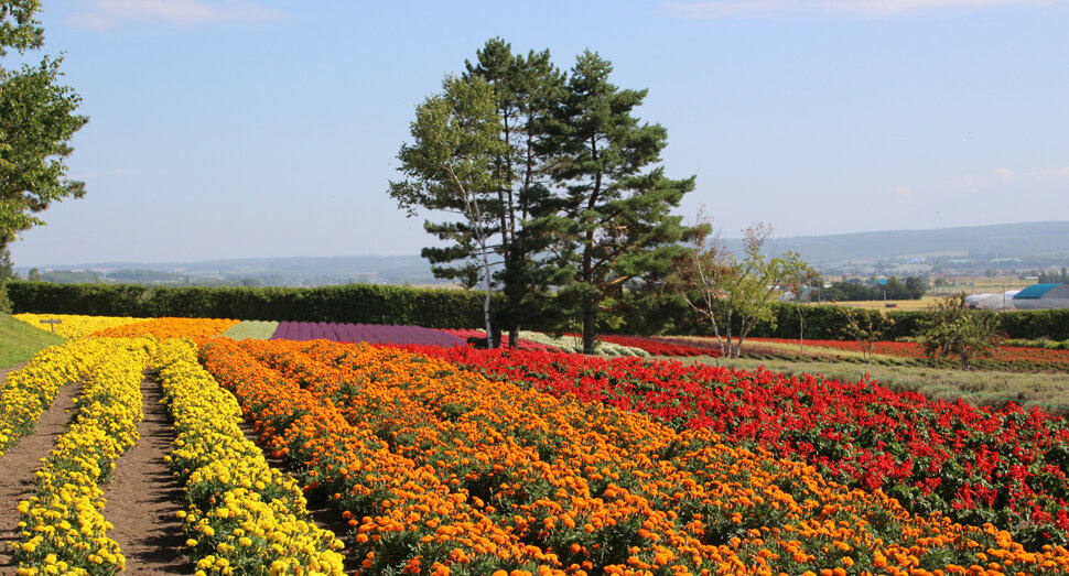 秋のファーム富田（北海道富良野）
