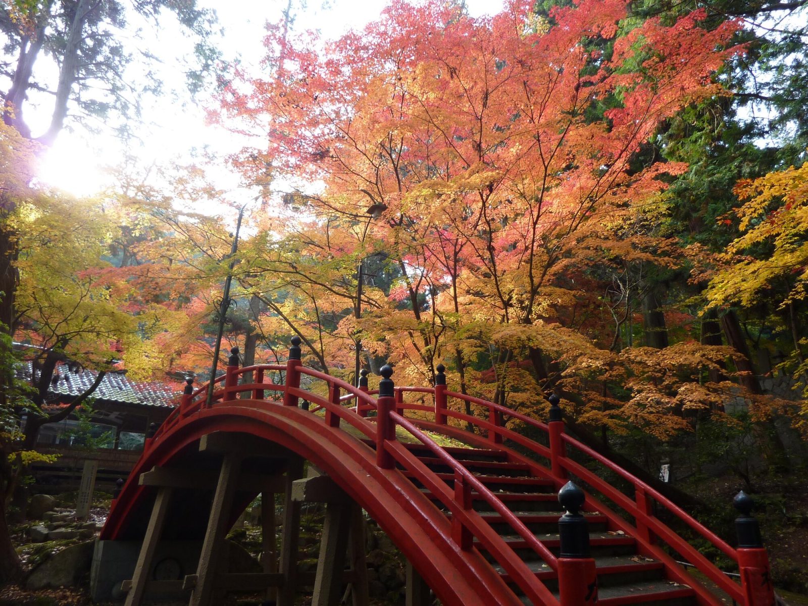 今高野山の紅葉