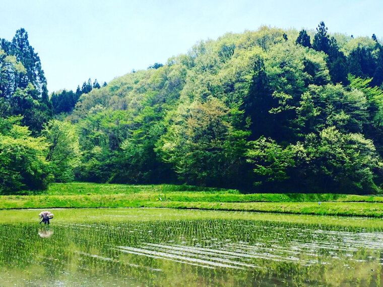 山燕庵の米農家