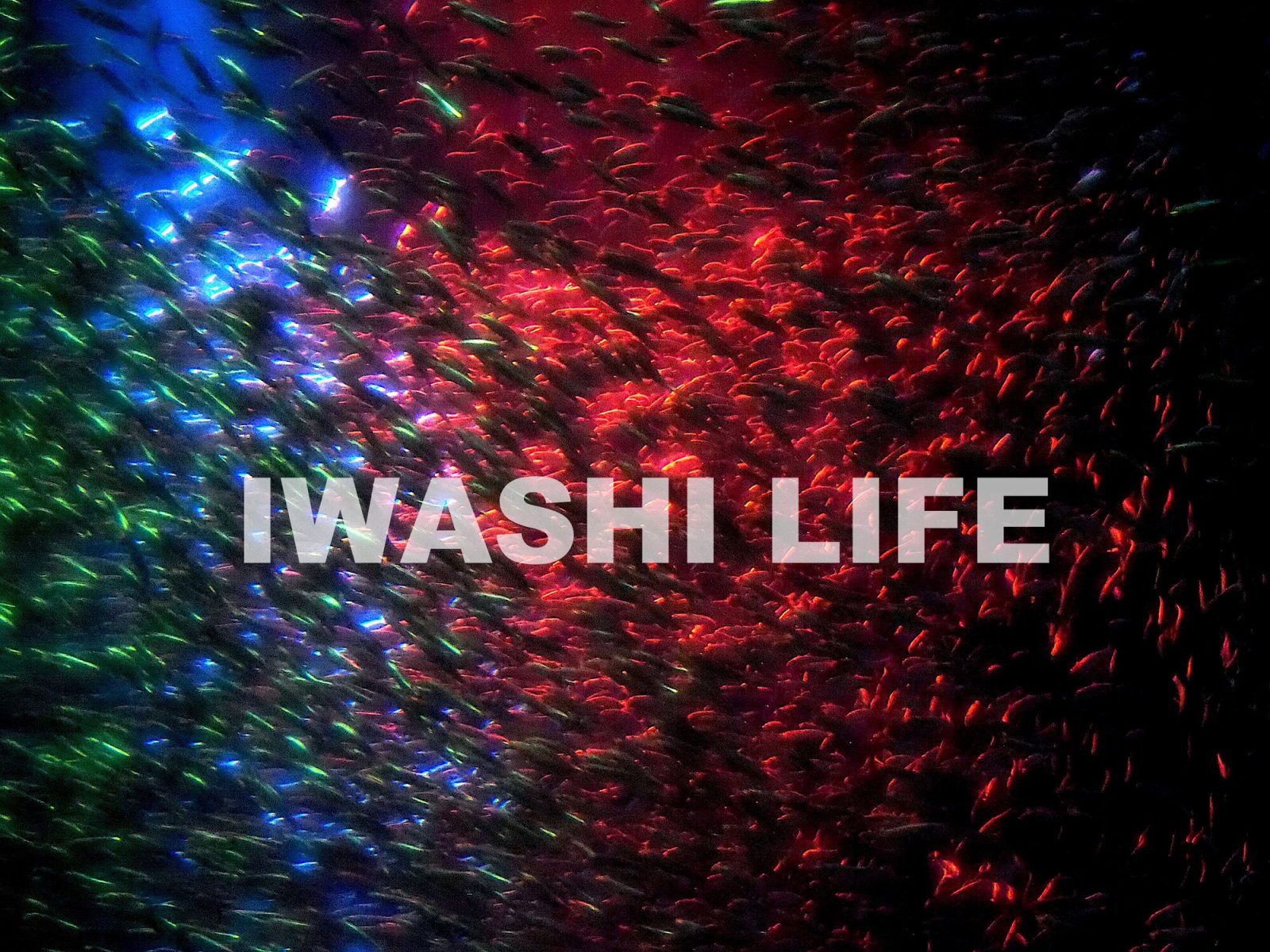 アクアワールド大洗のイワシライフ