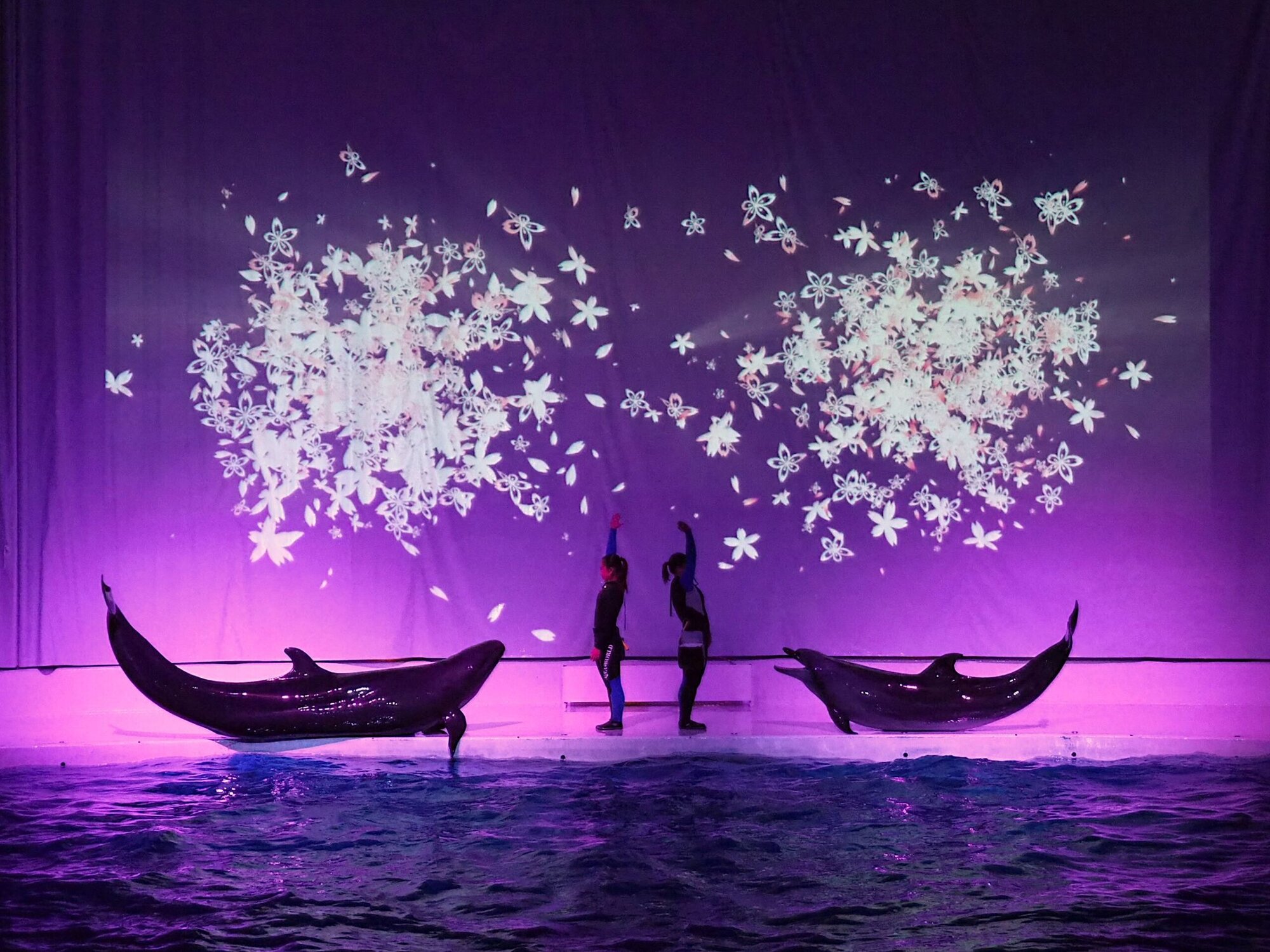 アクアワールド茨城県大洗水族館今しかできない３つの特別体験！