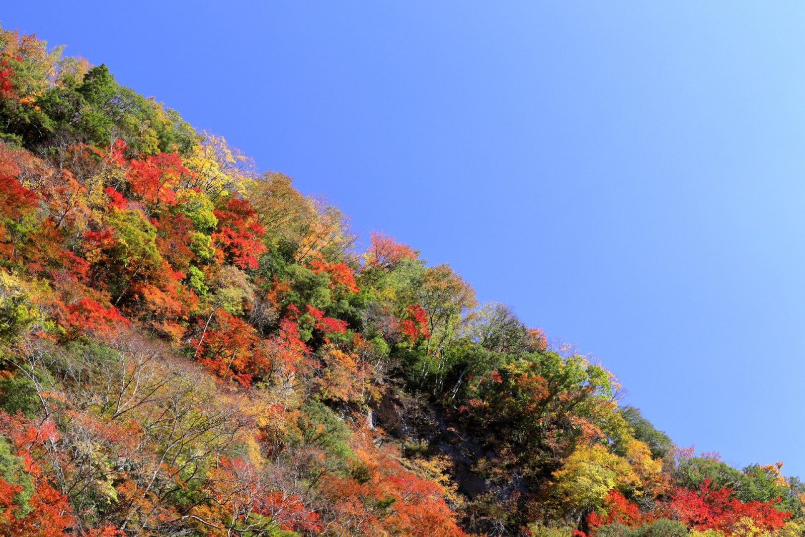 べふ峡の紅葉