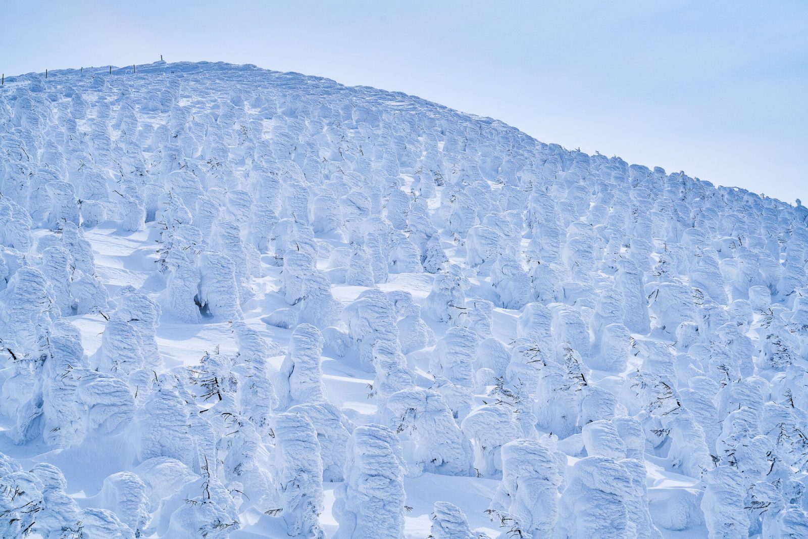 蔵王の樹氷風景
