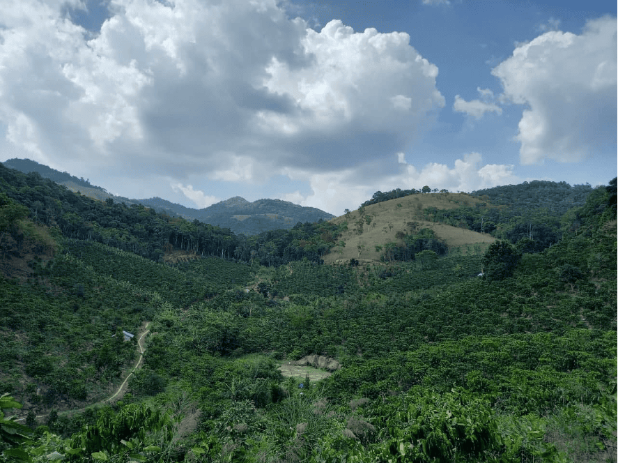 ベトナム中南部・ランドン省にある「Future Coffee Farm」