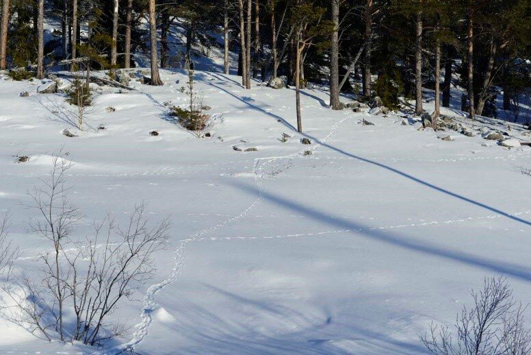 スウェーデンのストーラショーファレット国立公園の雪面に残る動物の足跡
