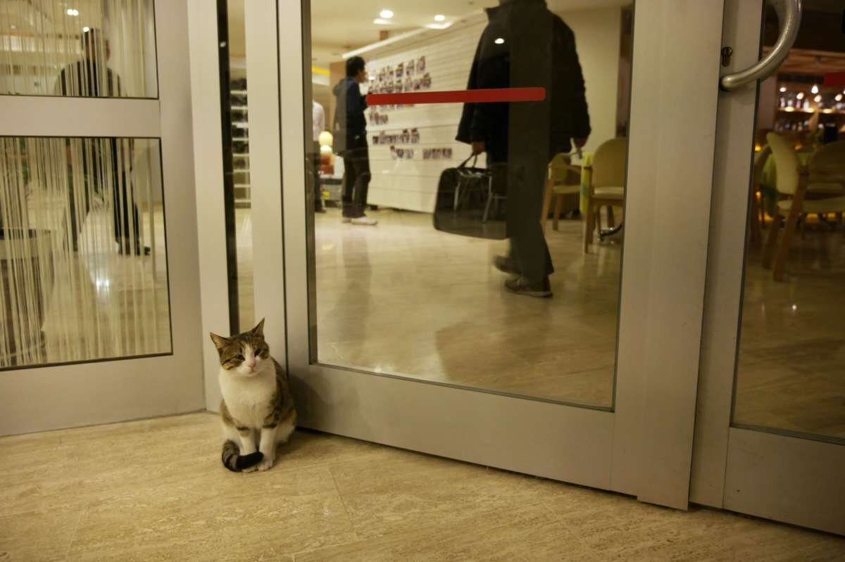 お店の前に佇む猫