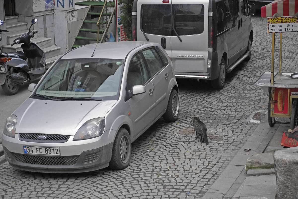 車に向かって歩く猫