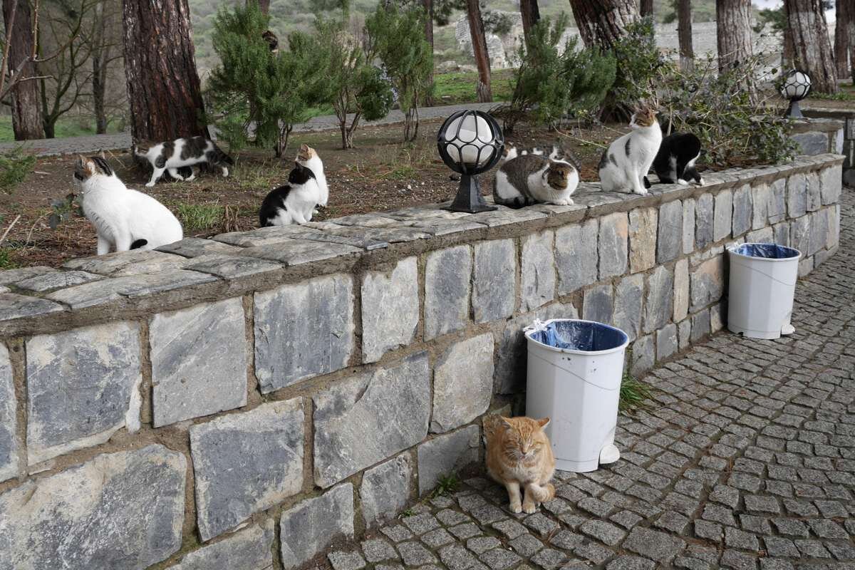背後に気配を感じて見る野良猫たち
