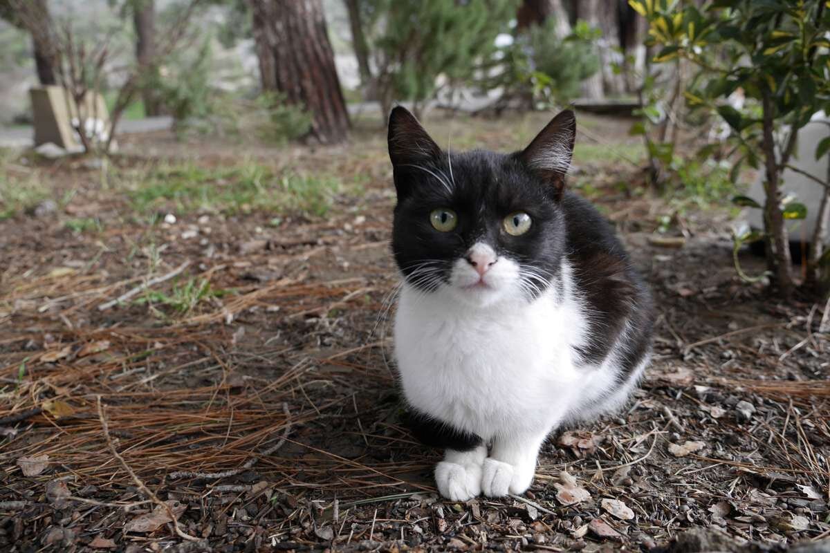 カメラを見つめる猫