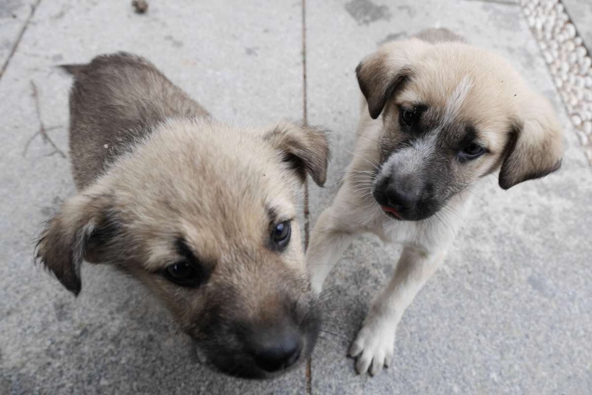 集まってきた子犬