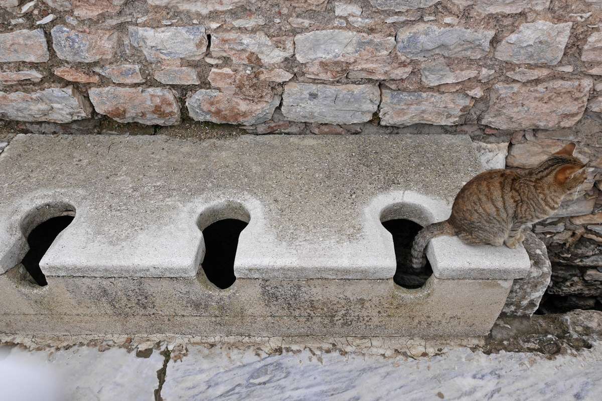 エフェス遺跡の水洗トイレと野良猫
