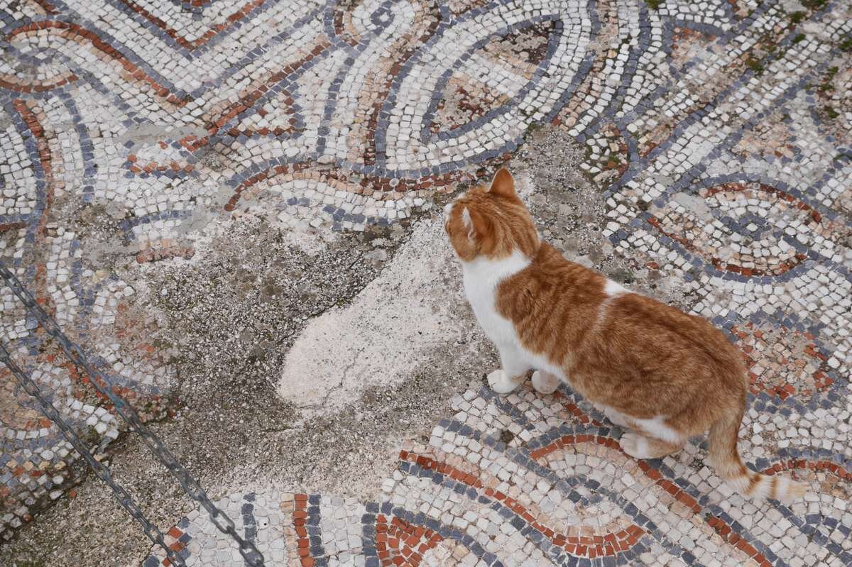 モザイクのタイルと猫