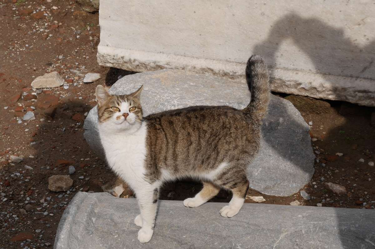 日差しを浴びる猫