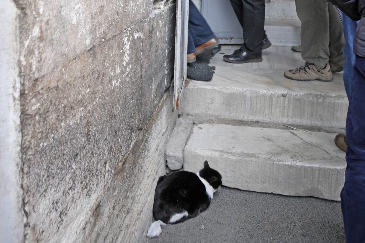 階段の隅で丸くなる黒猫