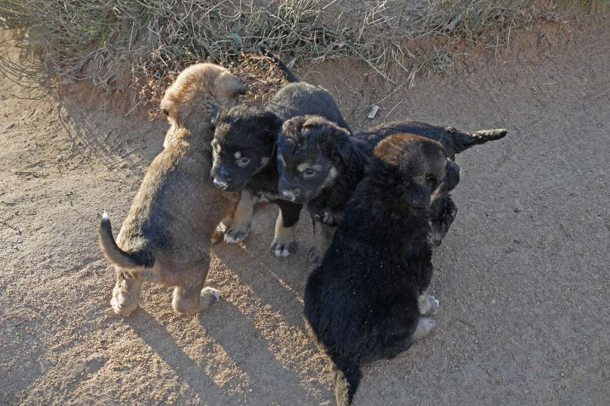４匹で集まっている子犬たち