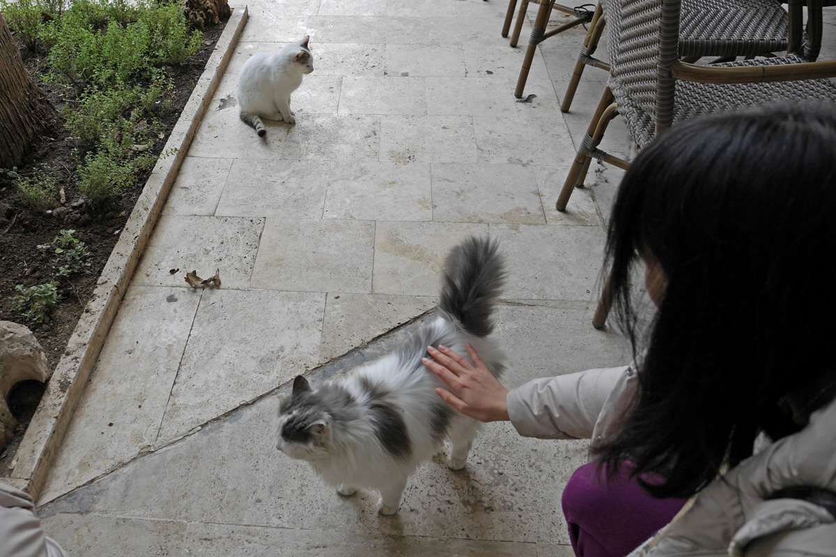 ふわふわの毛並みの猫を撫でている女性