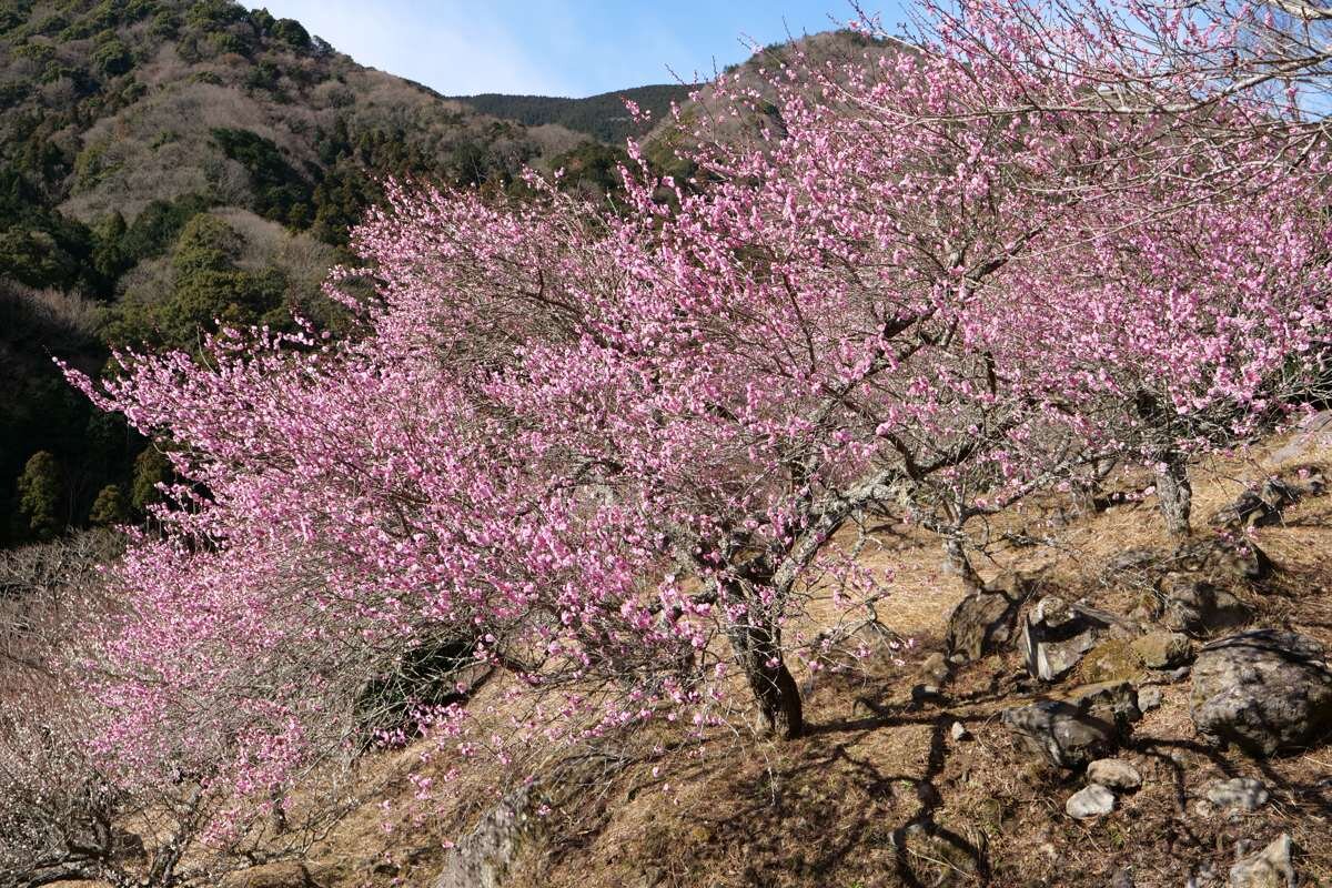 幕山の麓いっぱいに広がる約4000本の梅林。春を先どる湯河原梅林の「梅の宴」をご紹介！
