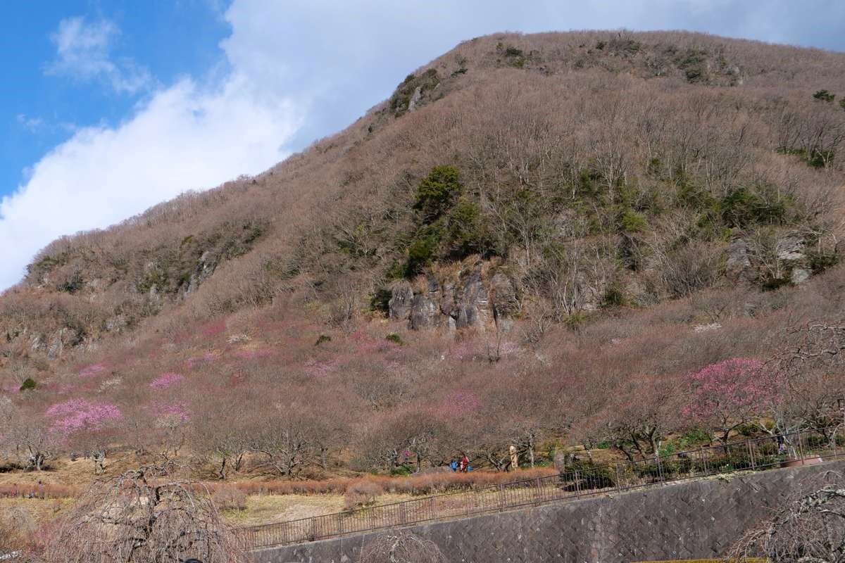 幕山の梅林