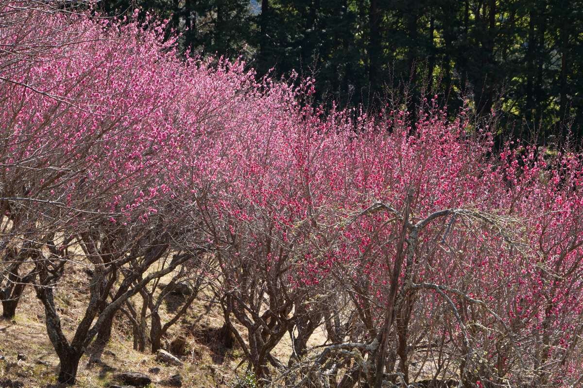 湯河原梅林の密度のある梅林