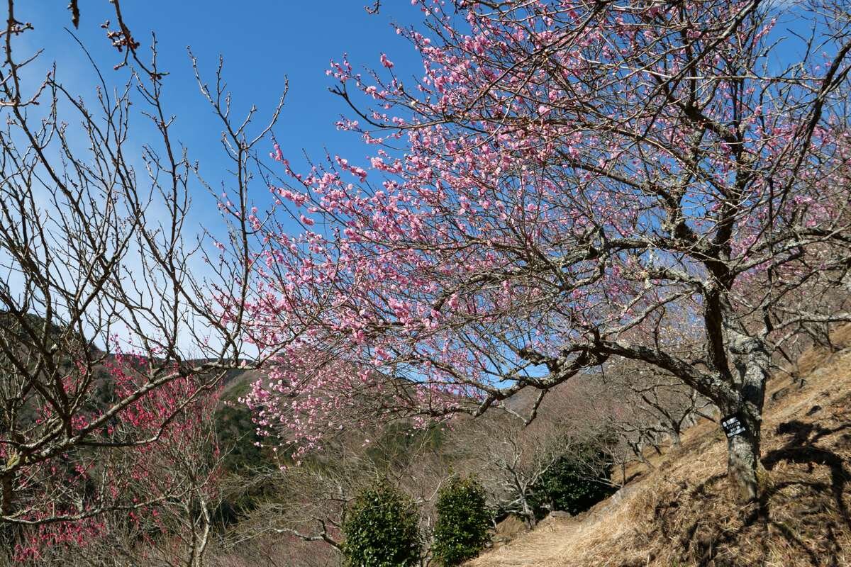 湯河原梅林の散策路-枝が張り出した木々
