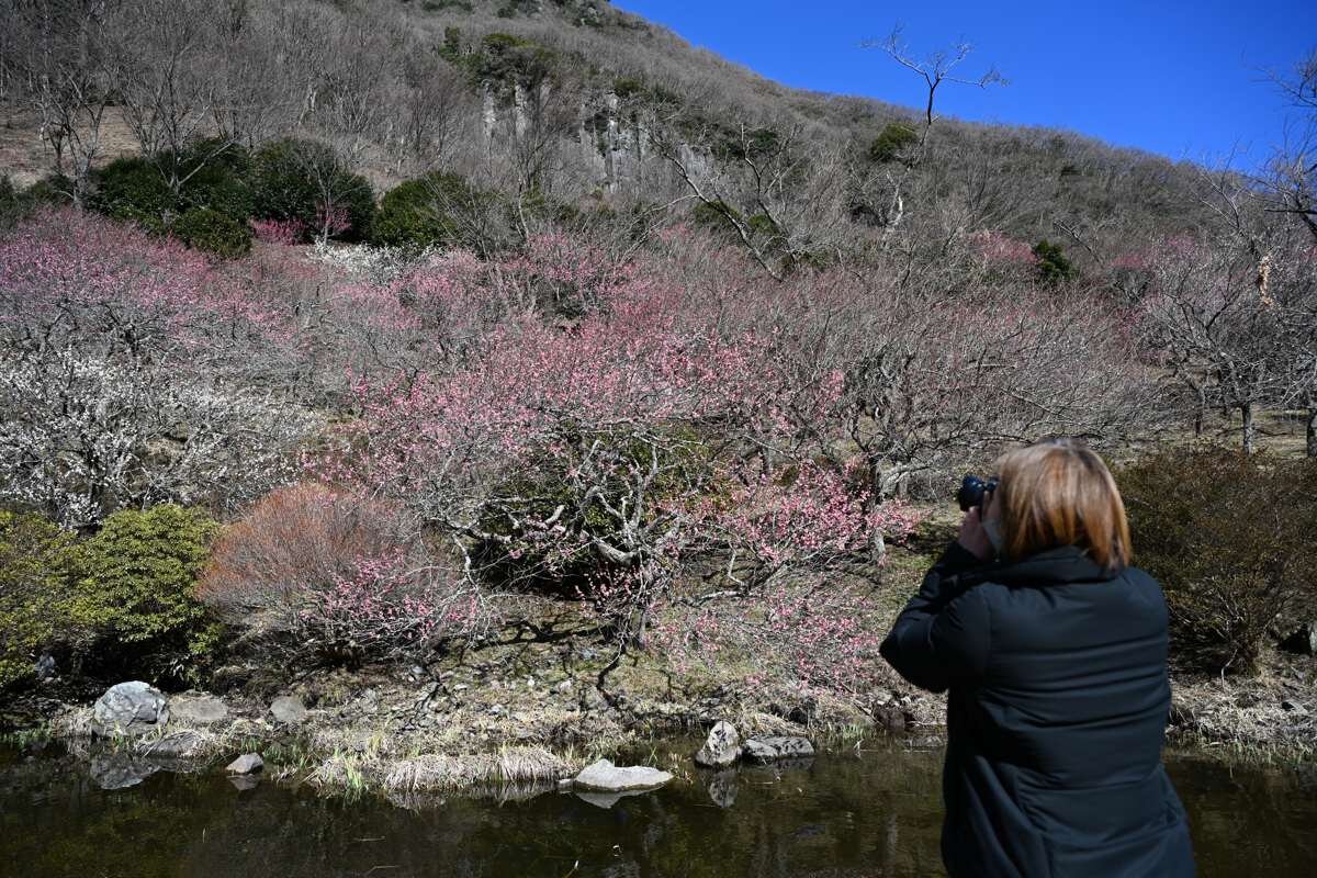 湯河原梅林にて梅林を撮影する人
