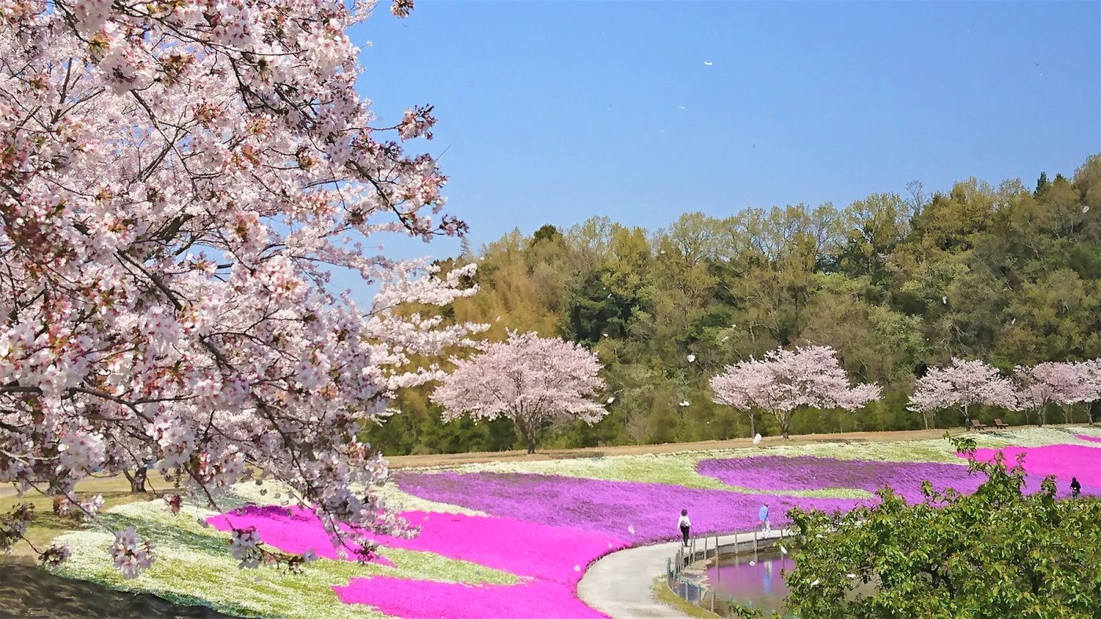 東京ドイツ村の芝桜