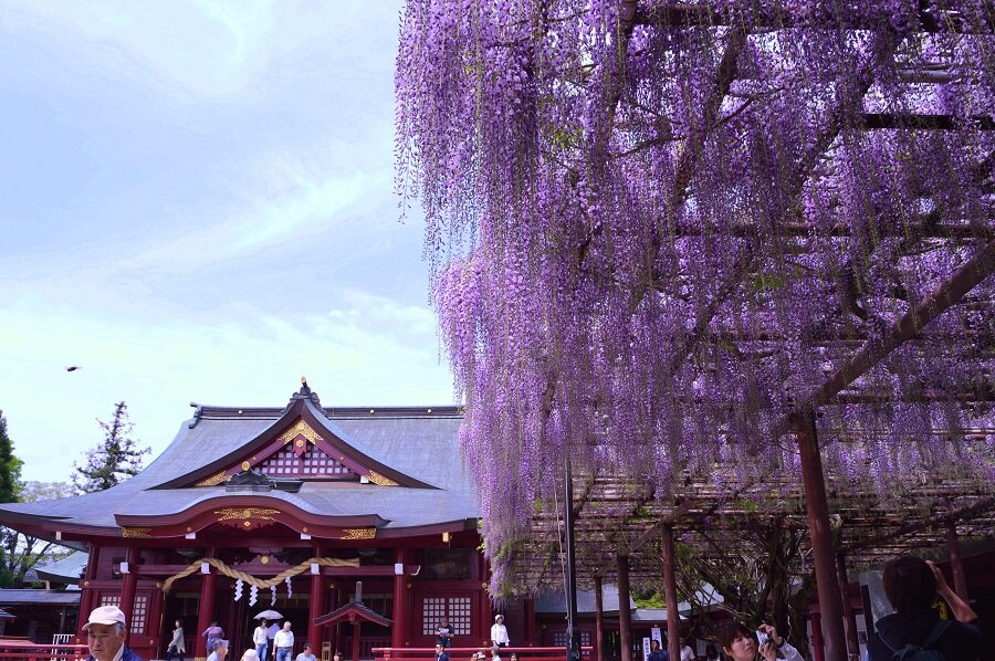 藤の花好き必見！東京近郊の藤の花スポットおすすめ9選をご紹介