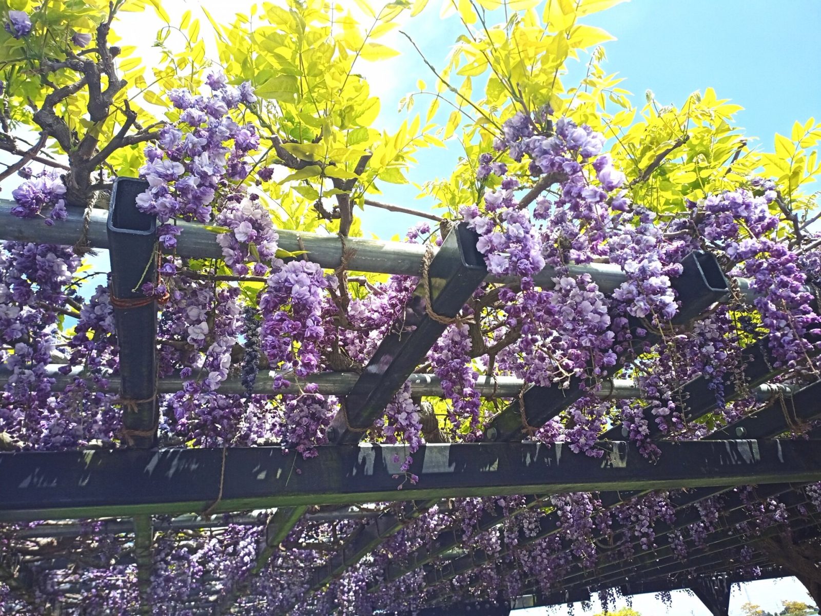 水郷佐原あやめパーク観藤会の藤の花
