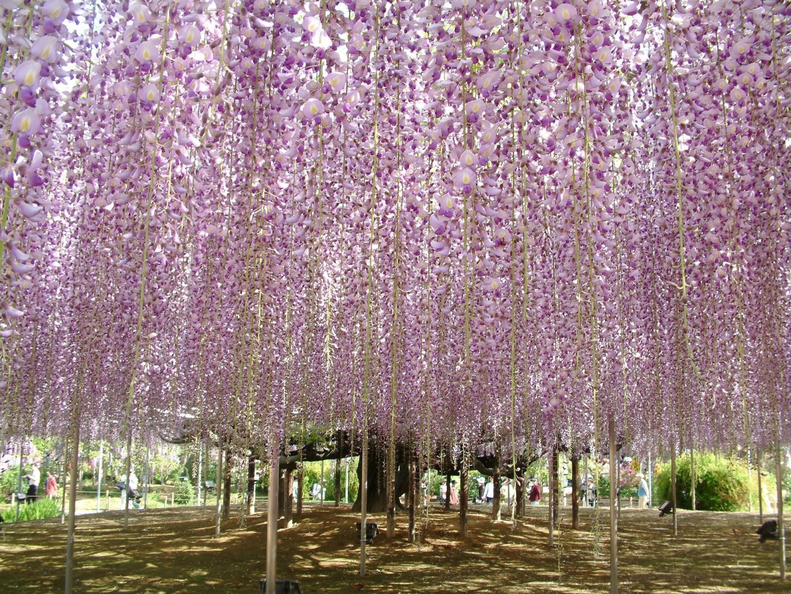あしかがフラワーパーク内に広がる藤の花