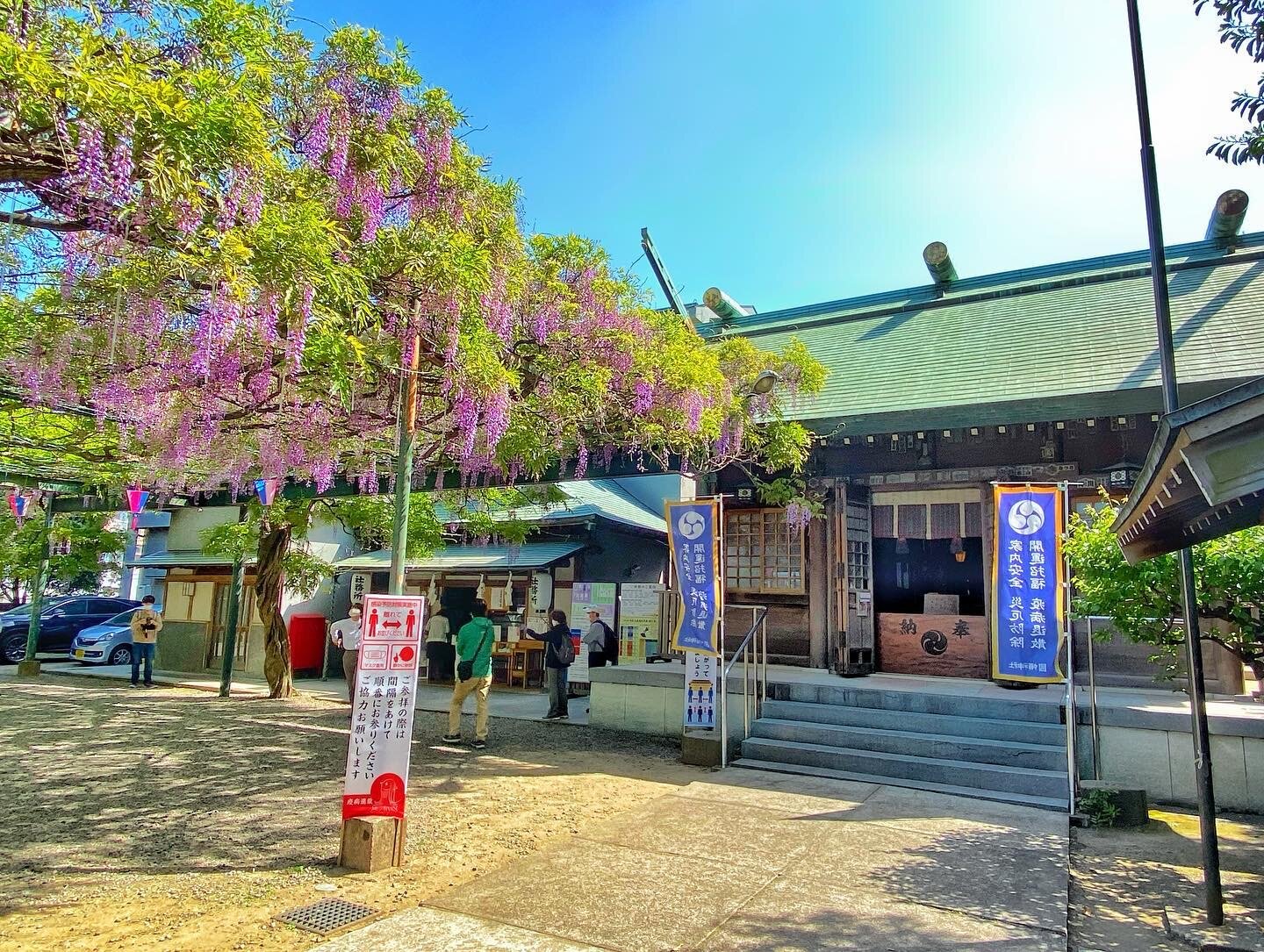 國領神社の藤棚