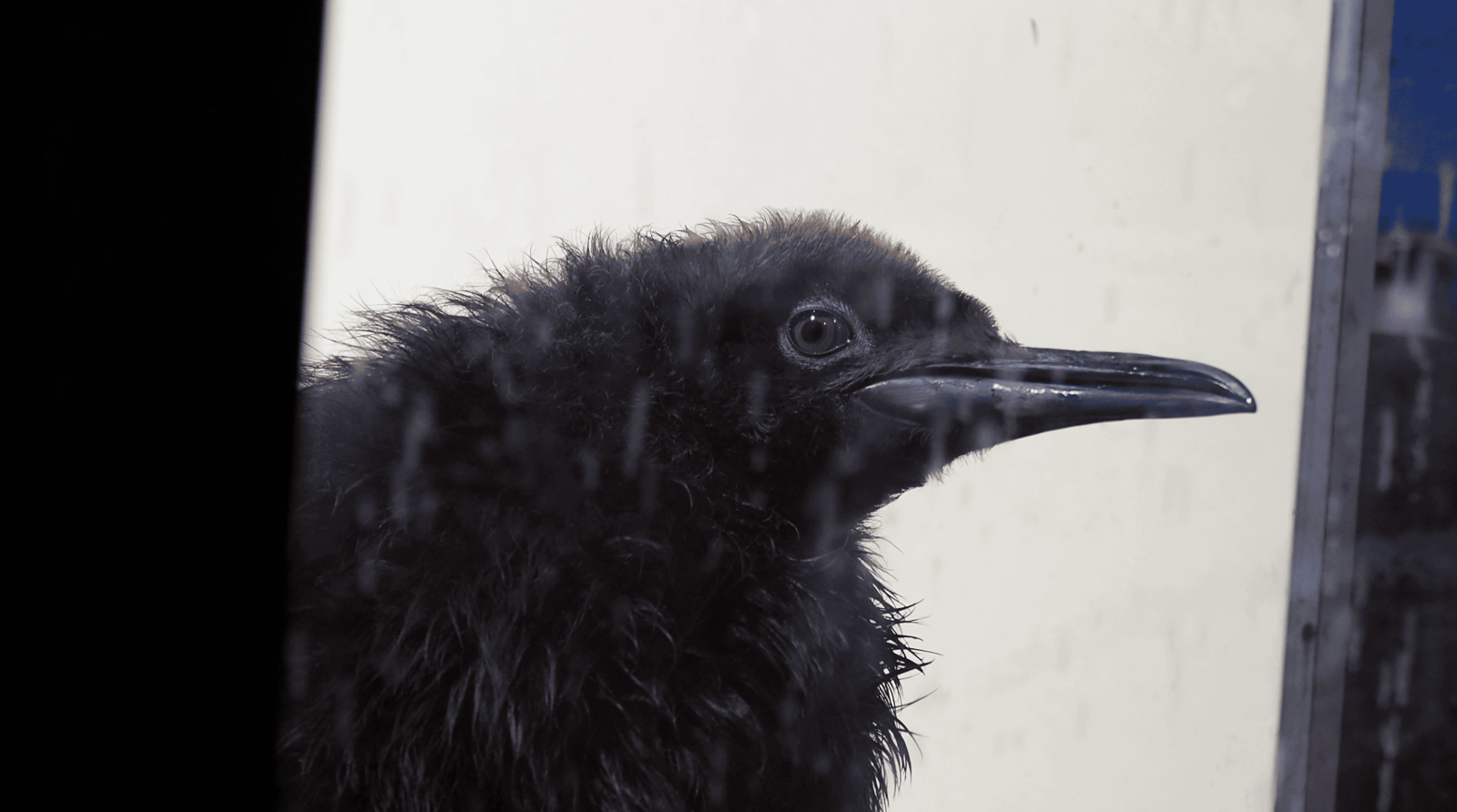 マクセル アクアパーク品川のオウサマペンギンの赤ちゃん
