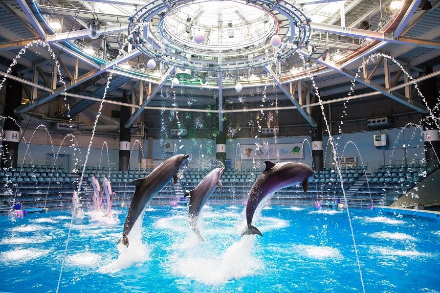マクセル アクアパーク品川で、水族館とお花見の融合に酔う