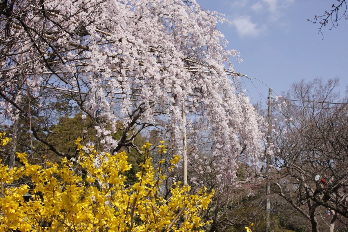清水公園の枝垂れ桜