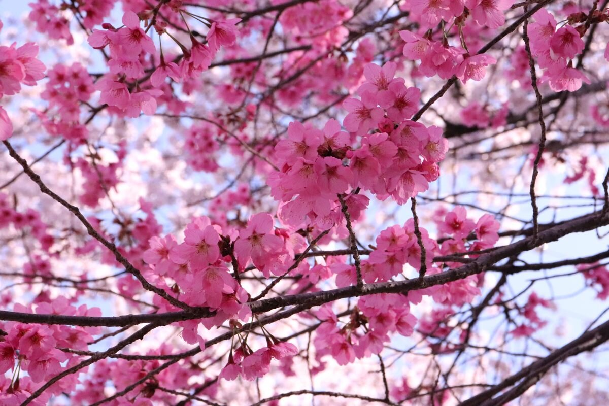清水公園の横浜緋桜