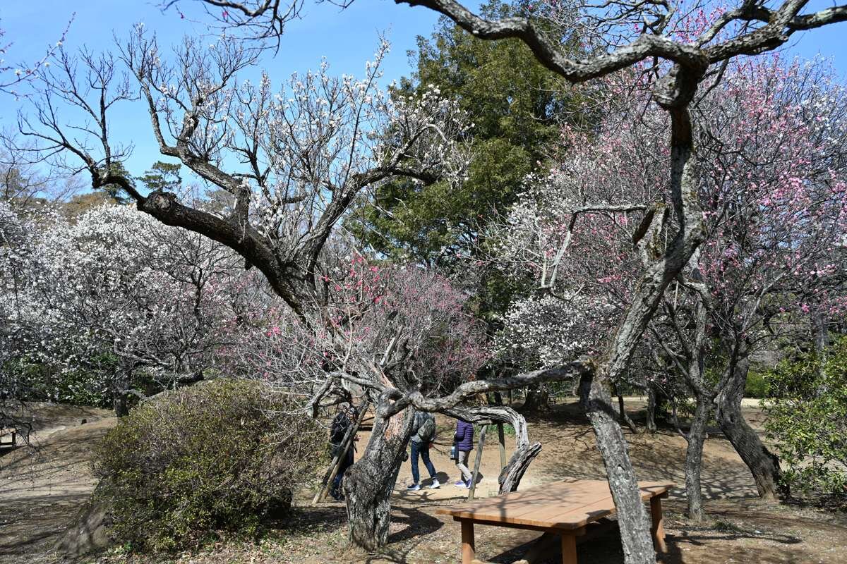 清水公園の梅林